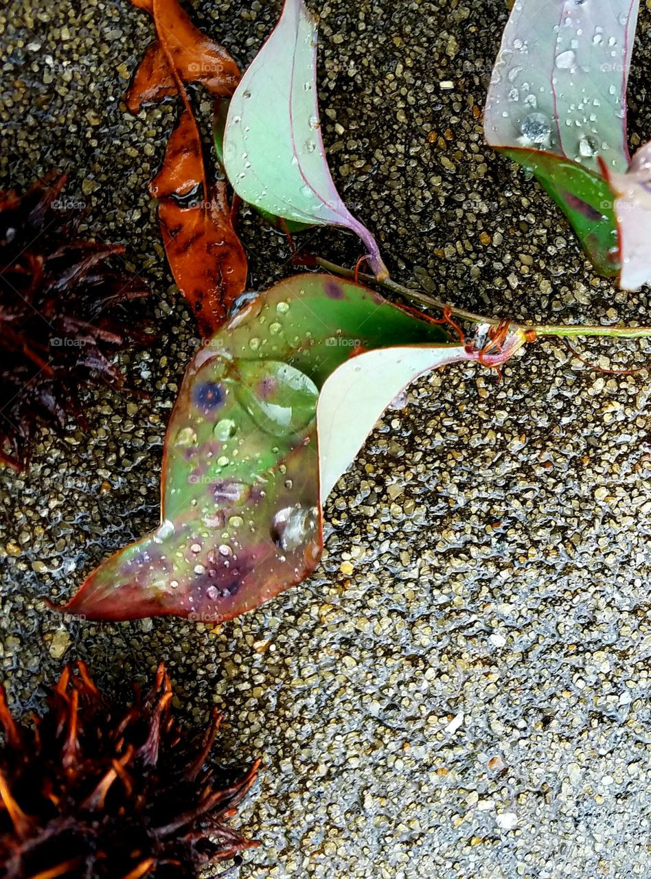 after the rain.  waterdrops on leaves.