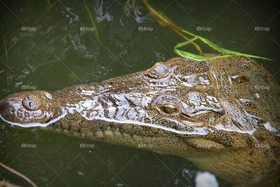 Crocodile, Alligator, Reptile, Nature, Wildlife