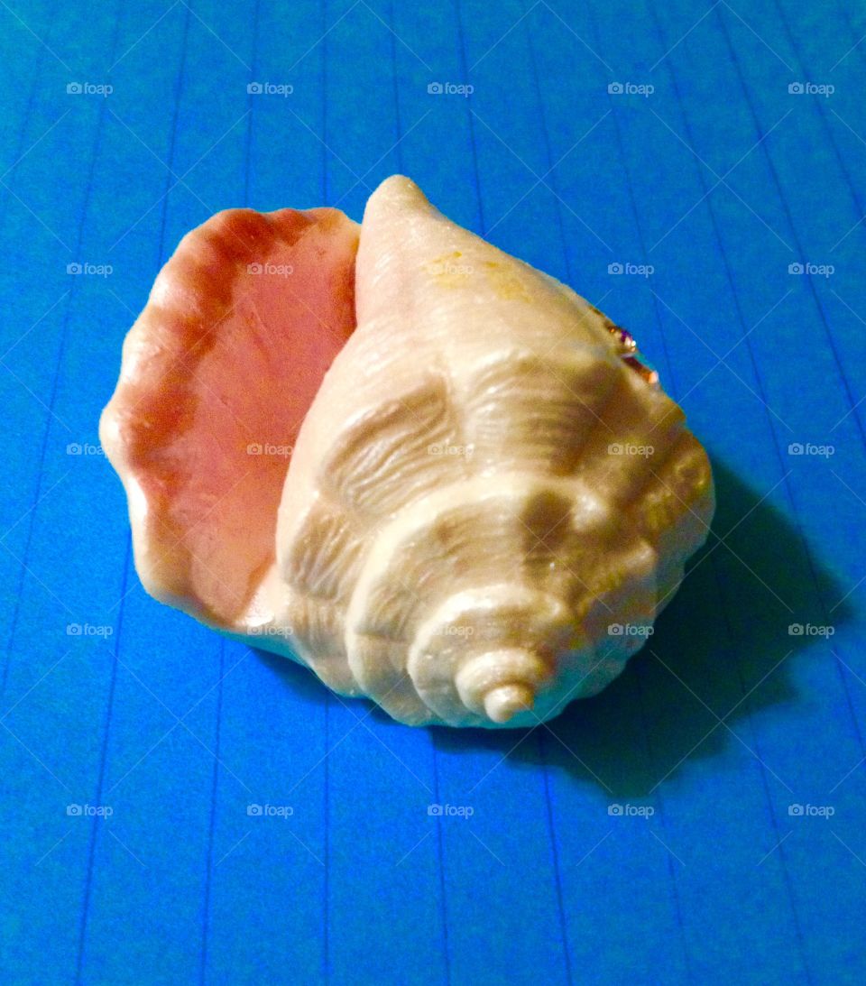 Seashell 