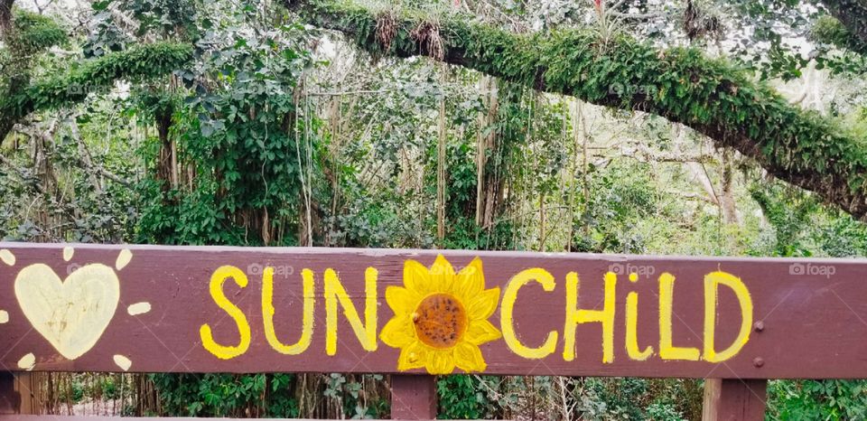 Sunchild Sunflower Nature