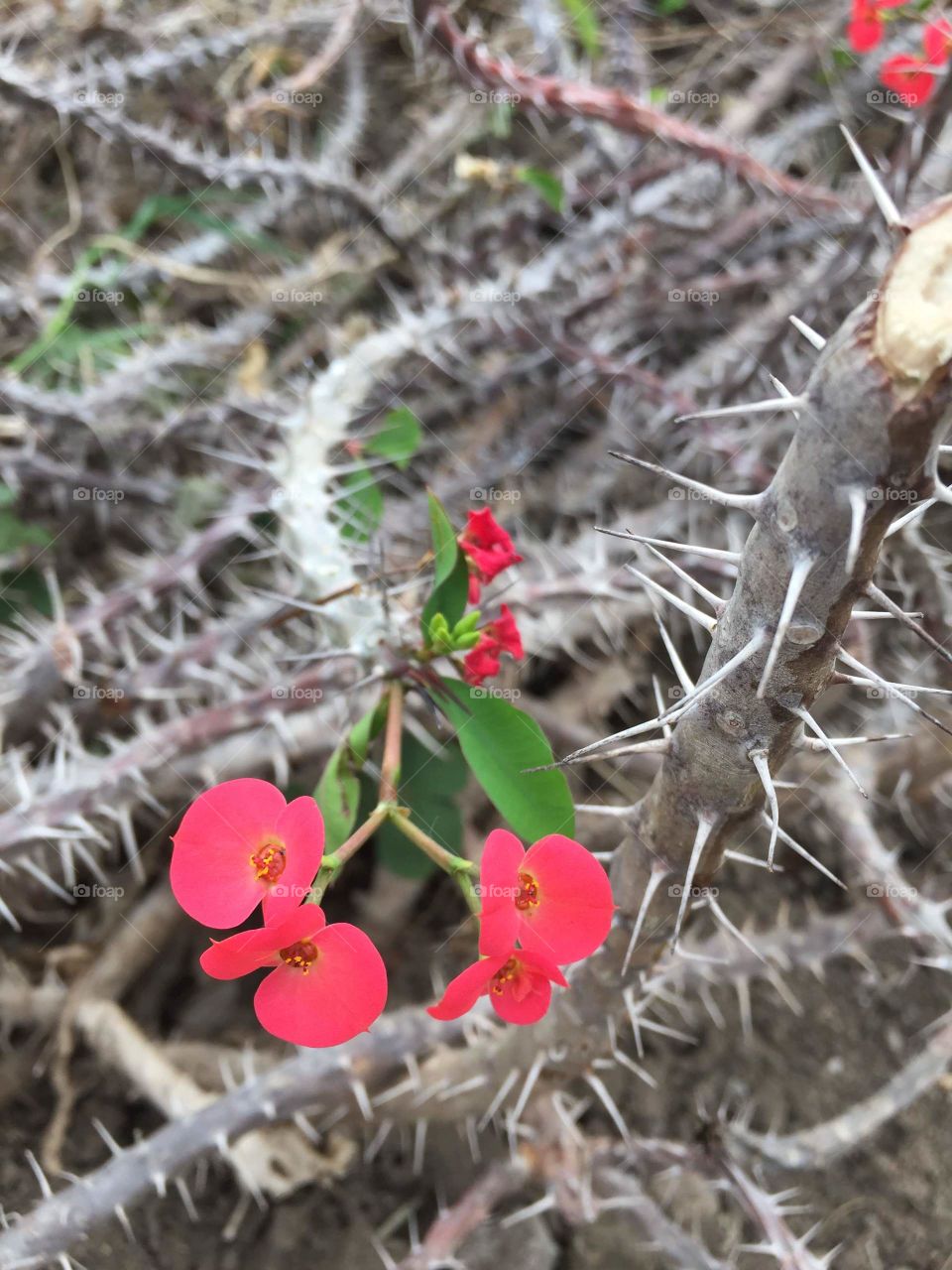 Flowers on spikes.