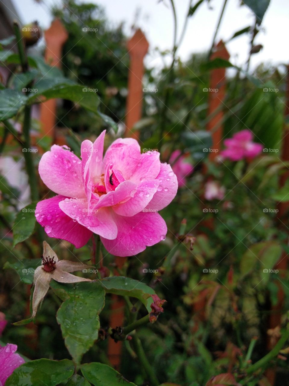 pink flower