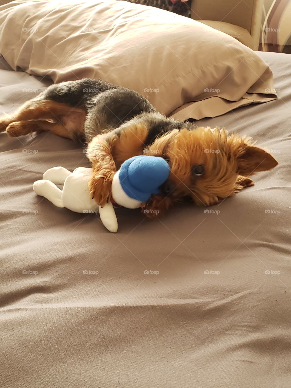 Sonni loves his toy