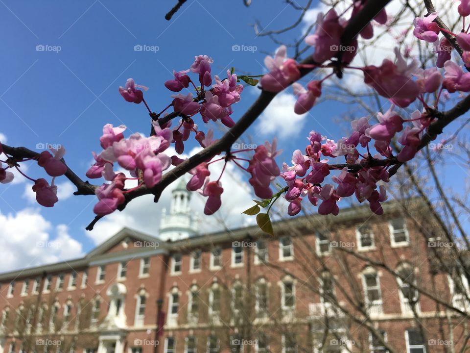 Redbud and Fairfield Hall