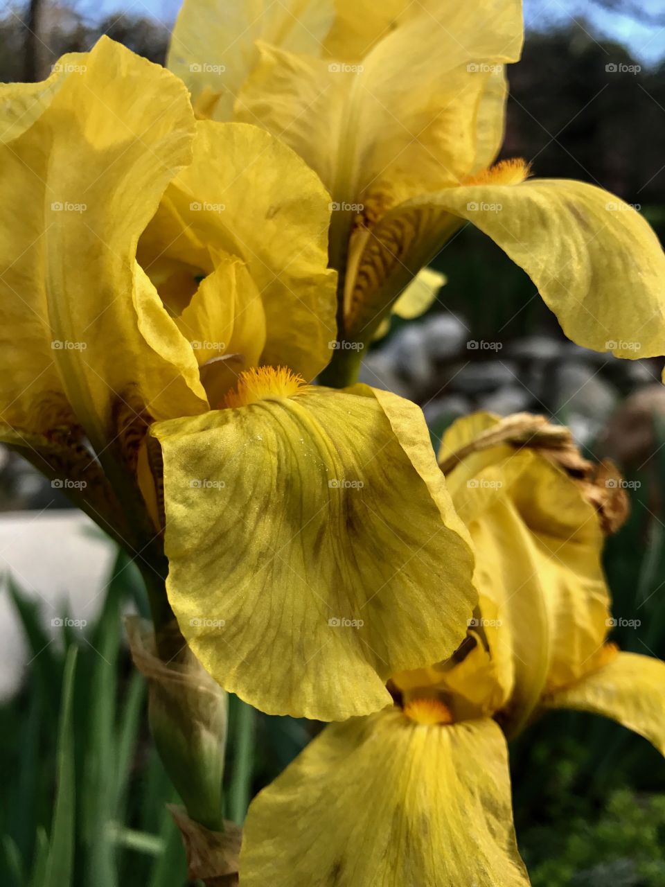 Yellow Iris Flowers in Garden 