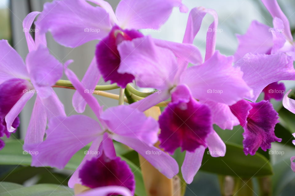 Pink tropical flowers 