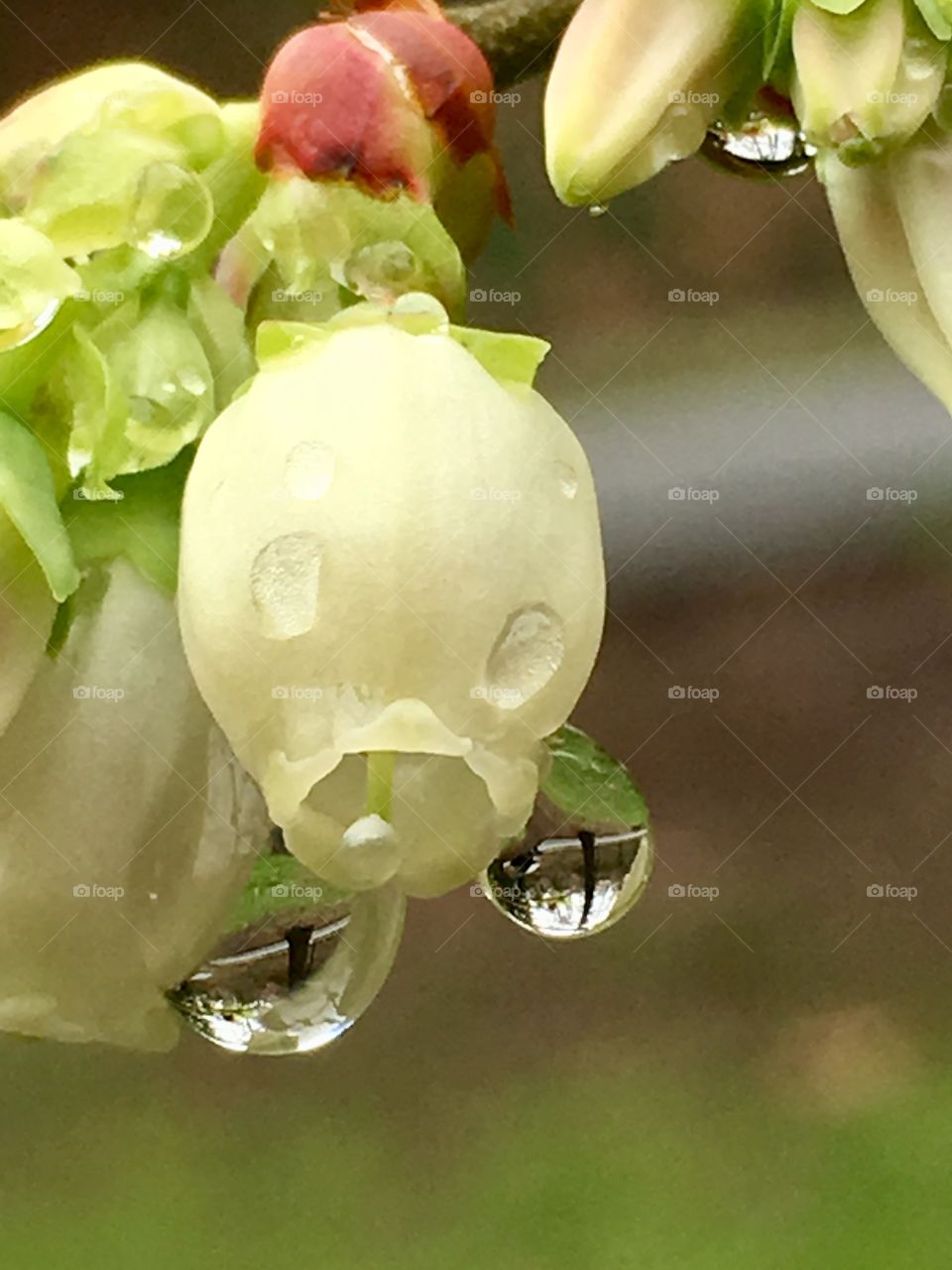 Blueberry bell rings with raindrops; reflections of the morning