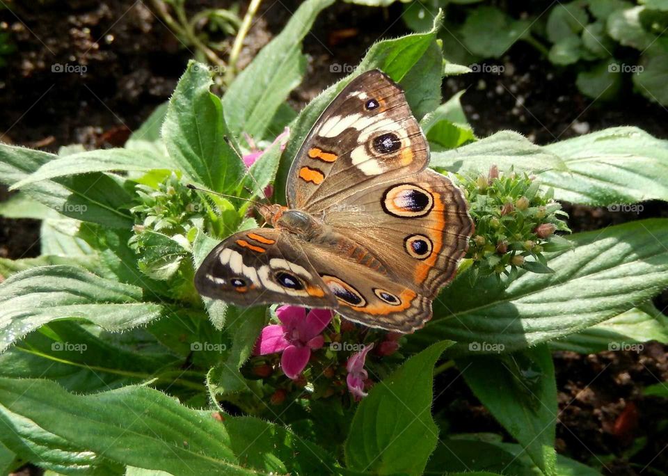 Buckeye butterfly