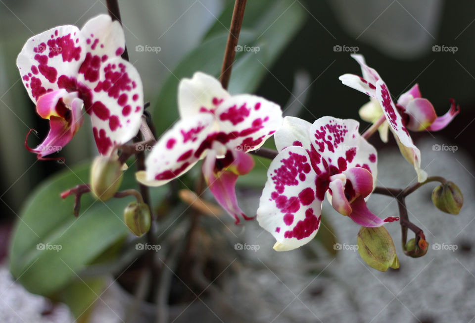 Orchid flowers, home garden 2