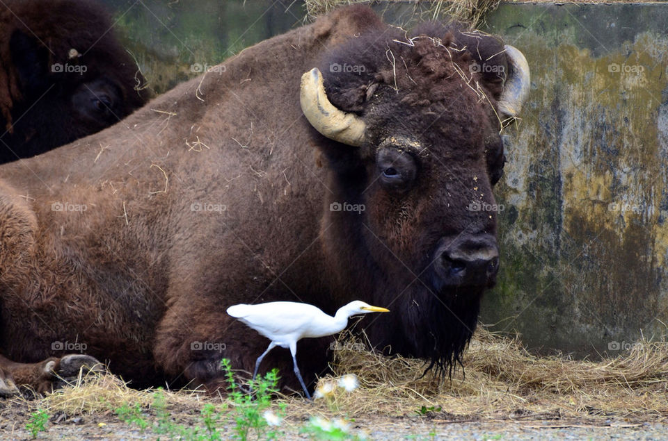 white mammals bird couple by hkjohan