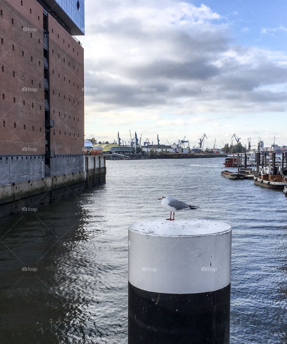 Hamburg.Hafencity.Elbphilarmonie. Güll