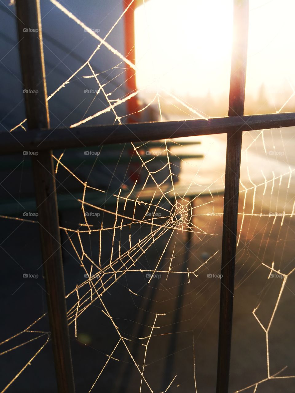 Spider sunrise in my work 