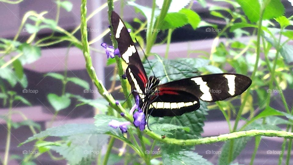 close up butterfly