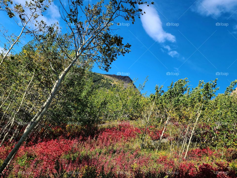 Red leaves along the forest bed