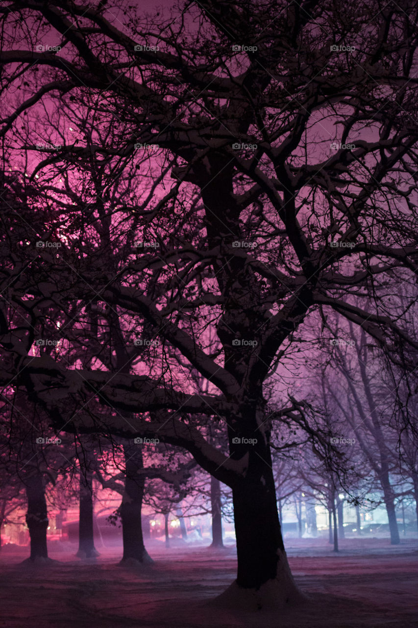 Purple hazy trees 