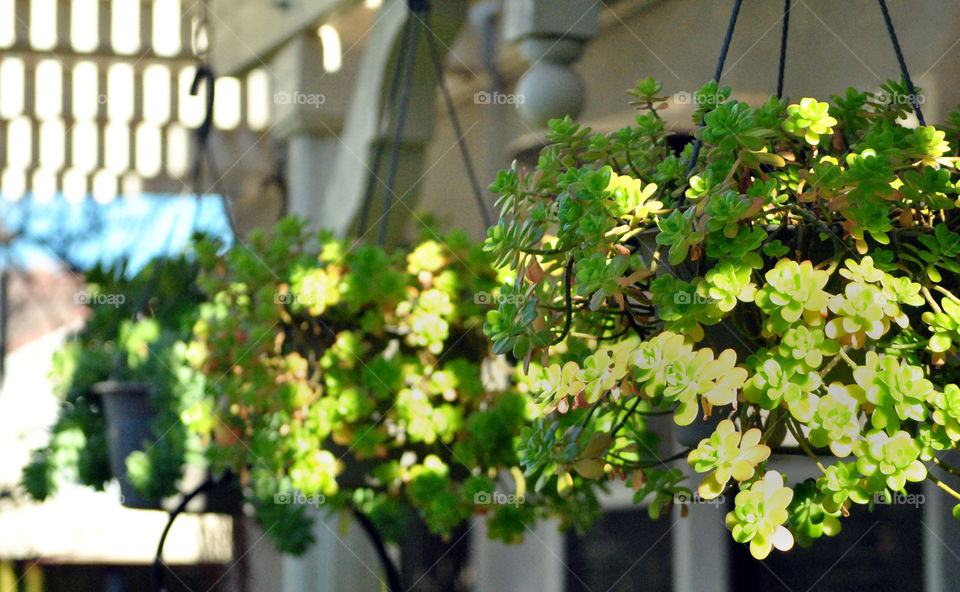 hanging succulents house plants