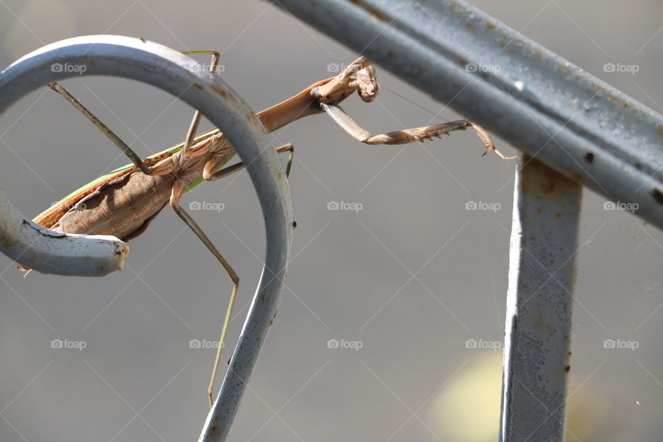 Praying Mantis 