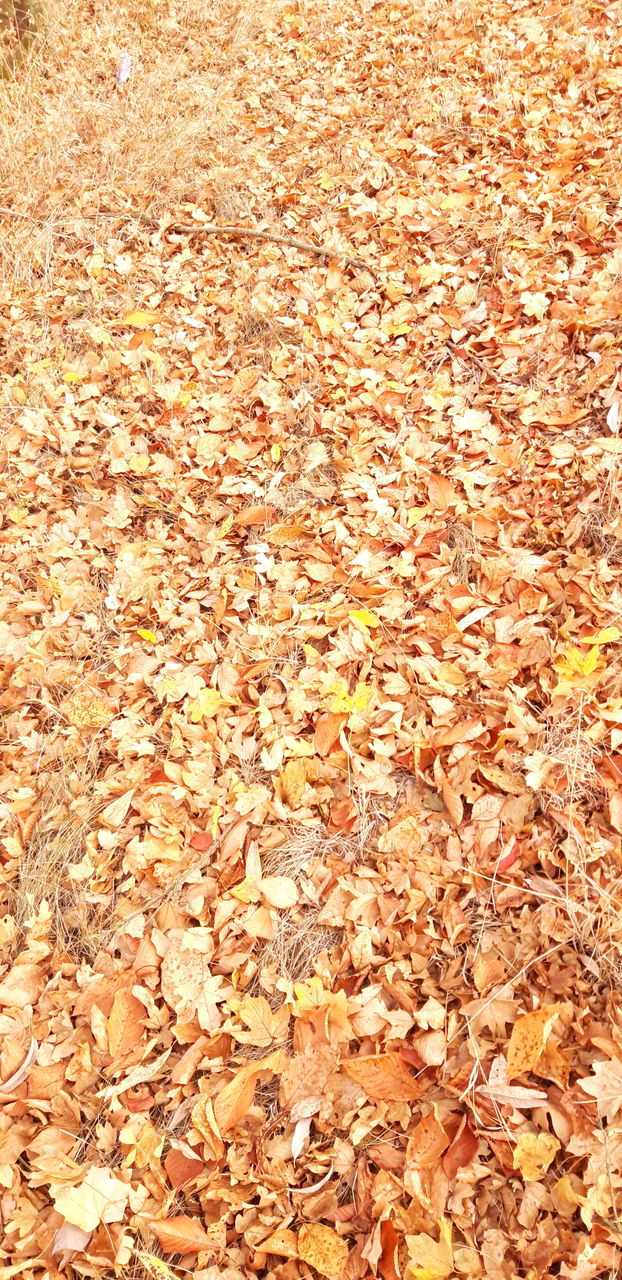 Fall fallen