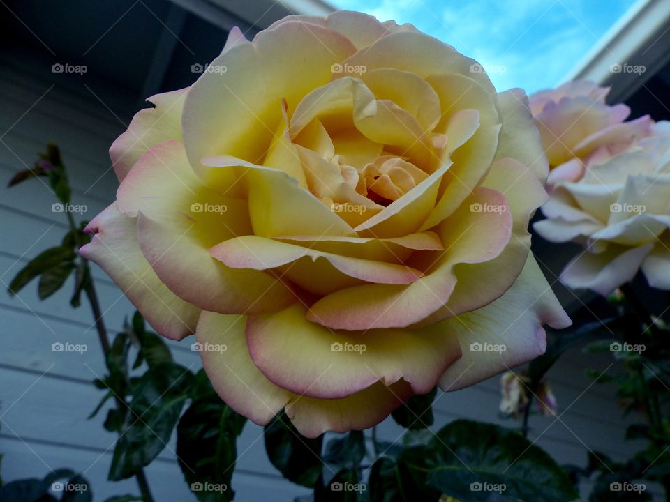 A hybrid Rose of pink and yellow