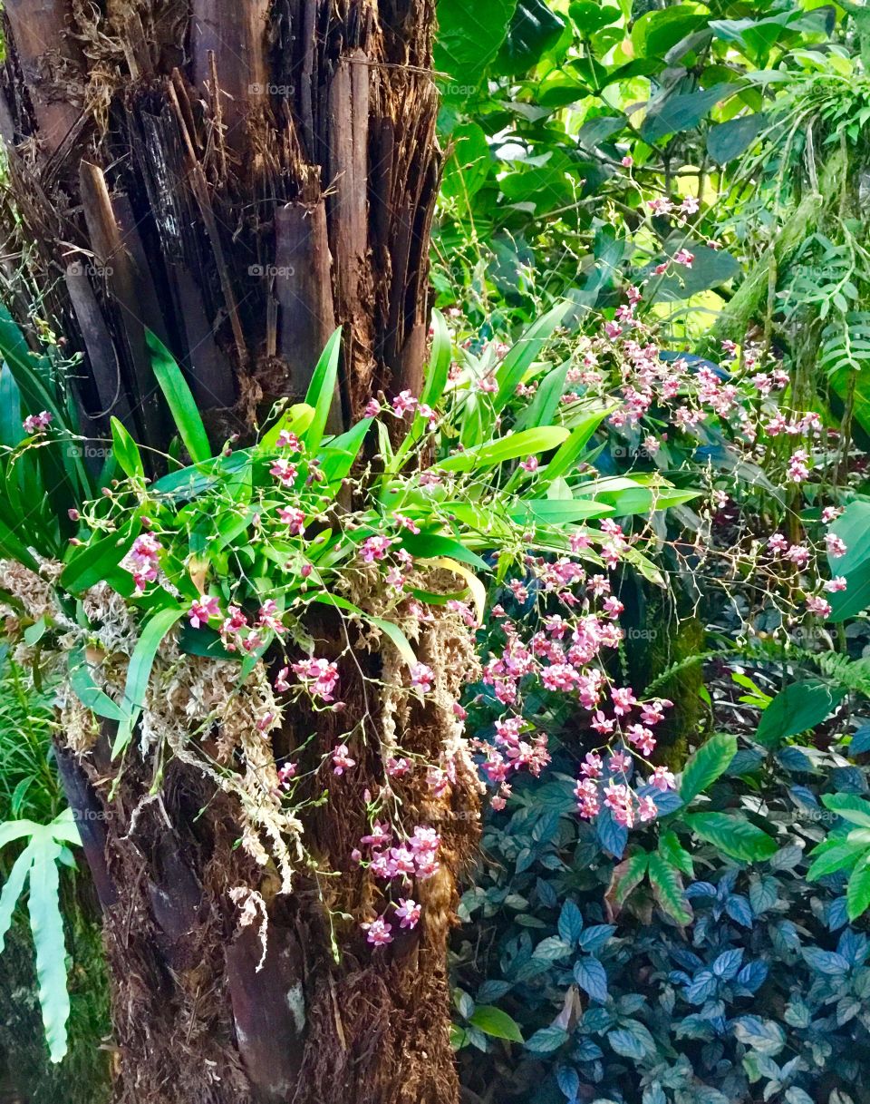 Orchids at Hawaii Tropical Botanical Garden