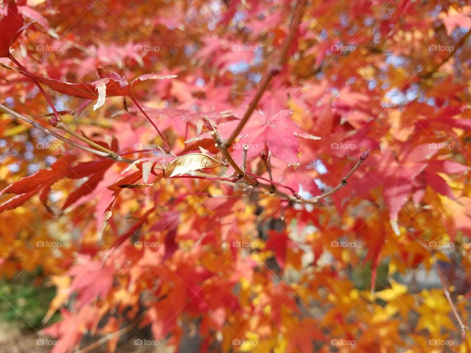 Fall Leaves
