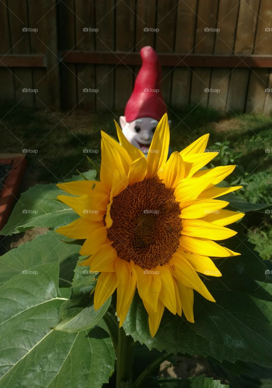 sunflower & creepy gnome