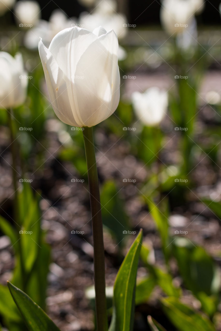 Close-up white tulip in bloom