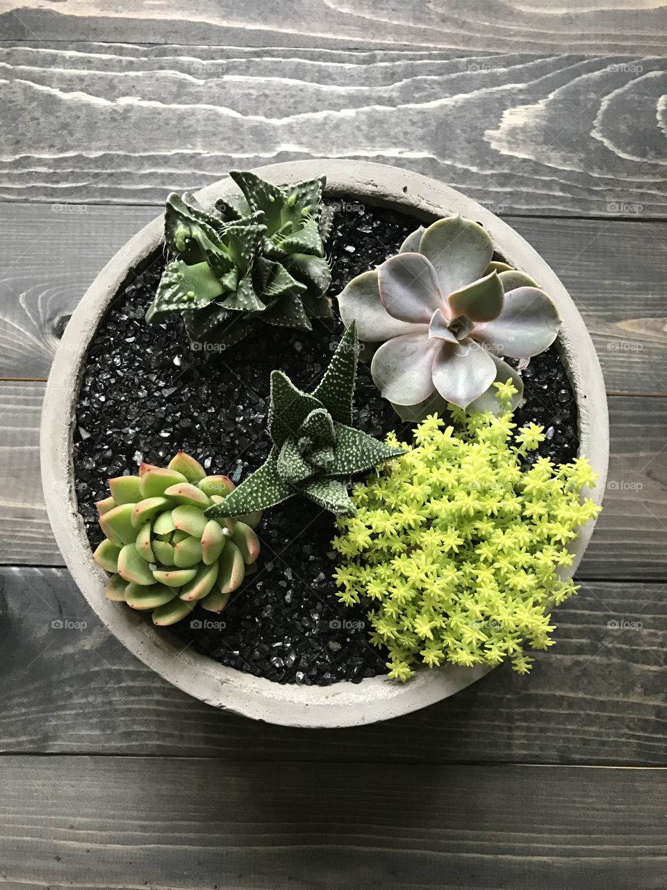 Close-up of potted succulent plant