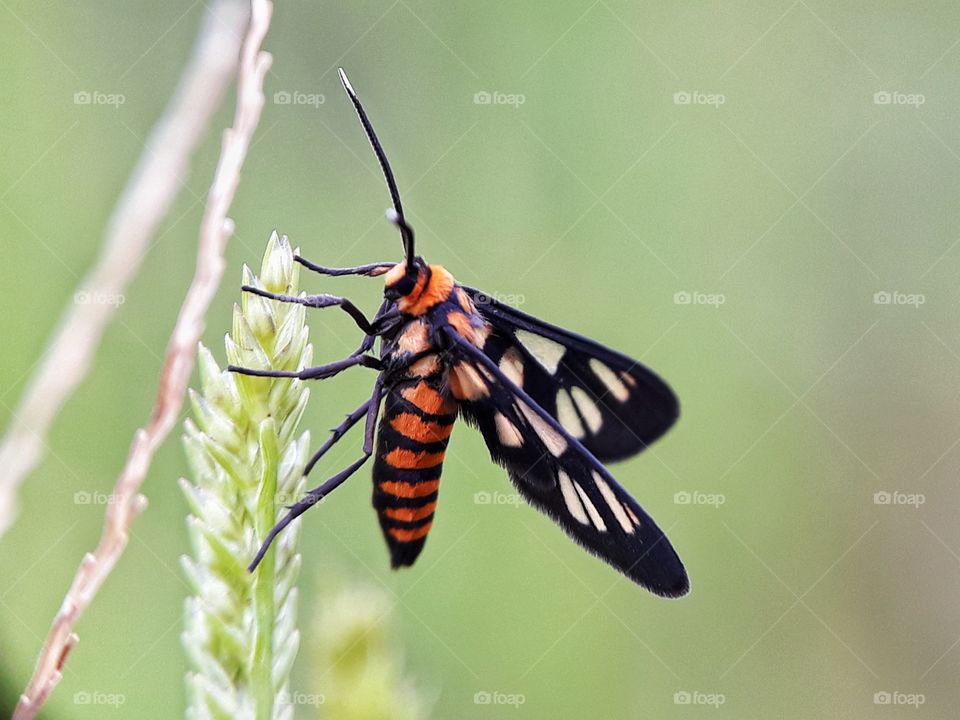little orange butterfly