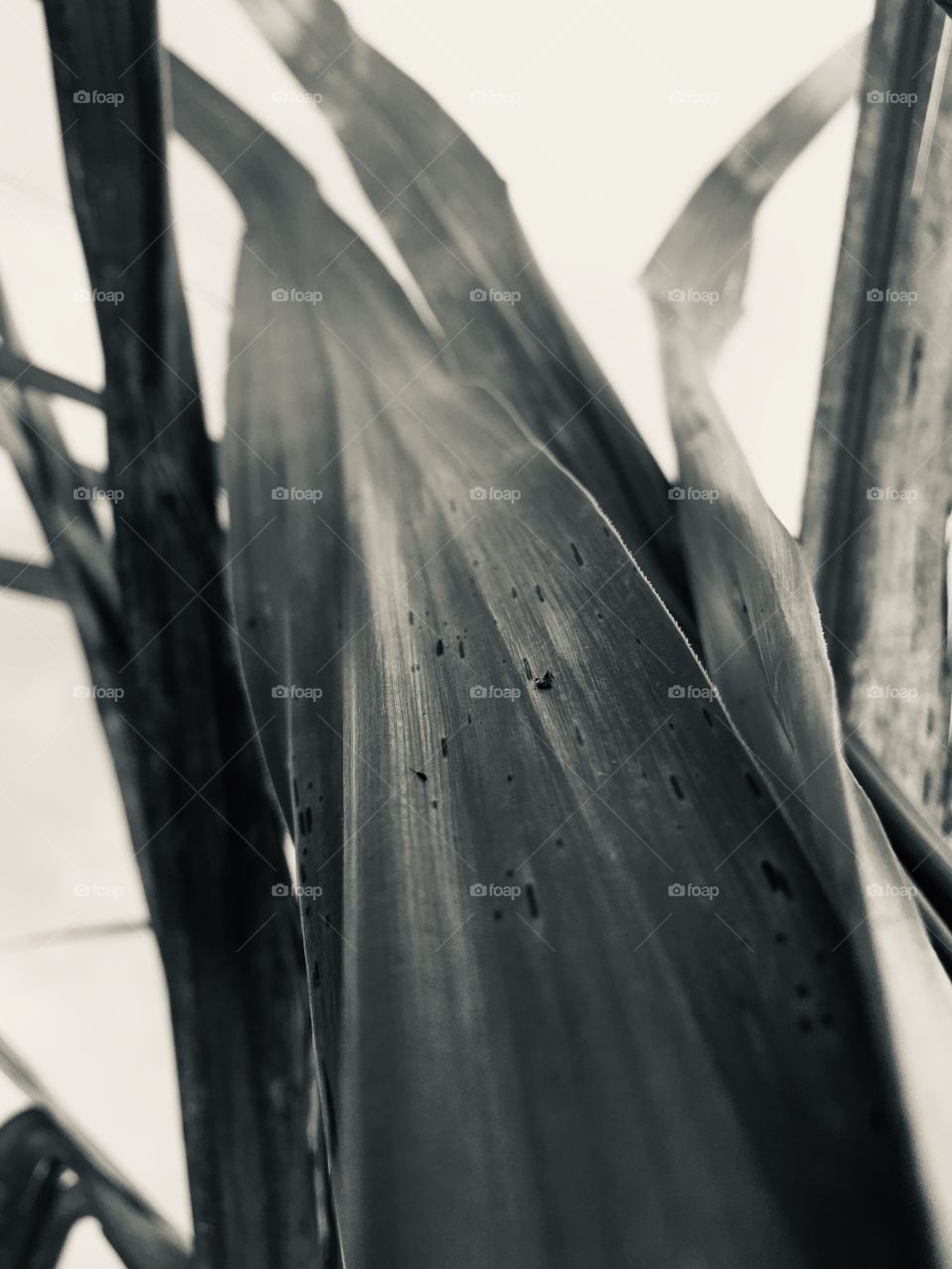 Banana tree palm frond from beneath in black and white in Florida 