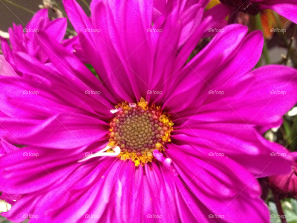 purple daisy by kelliwidger