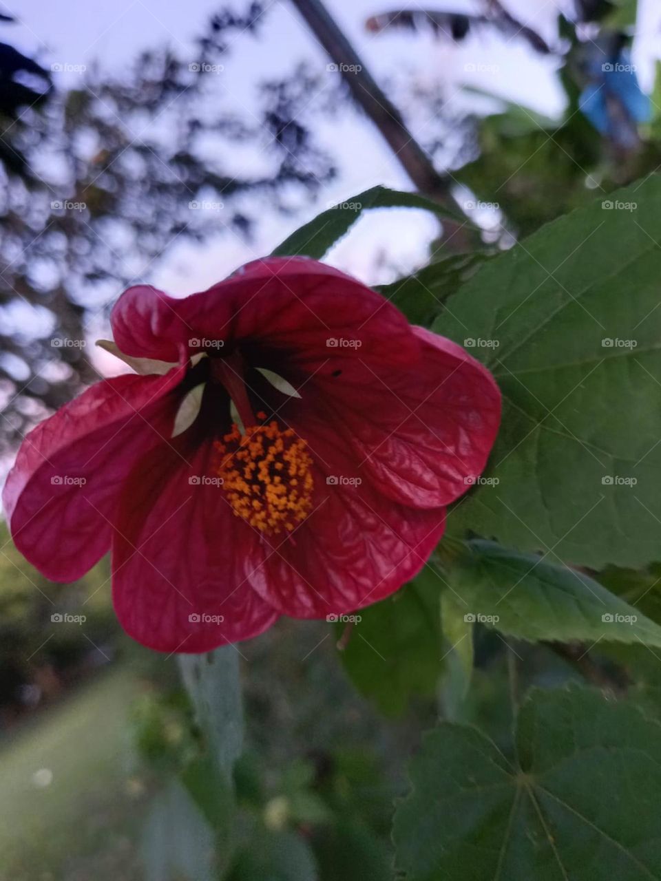 red flower