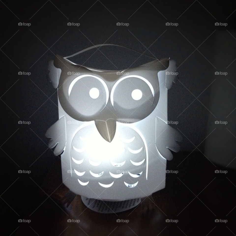 crawley light white bird by ShutterBug_NikonGirl