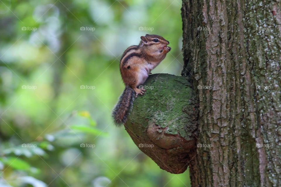 Chipmunk on tree
