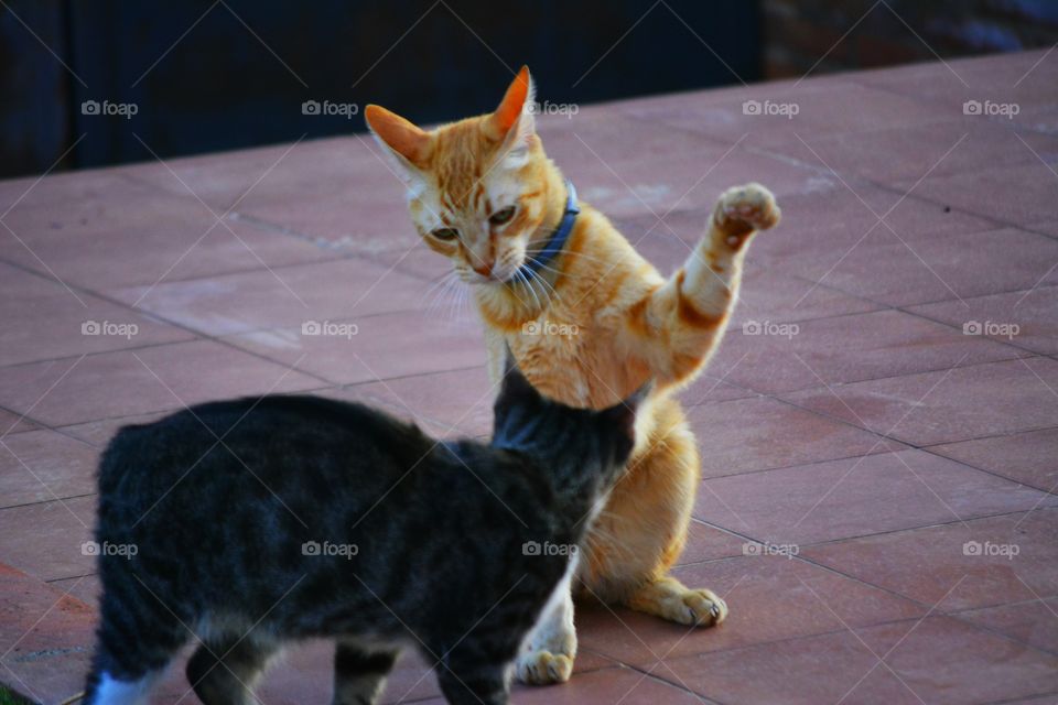 gatos peleando