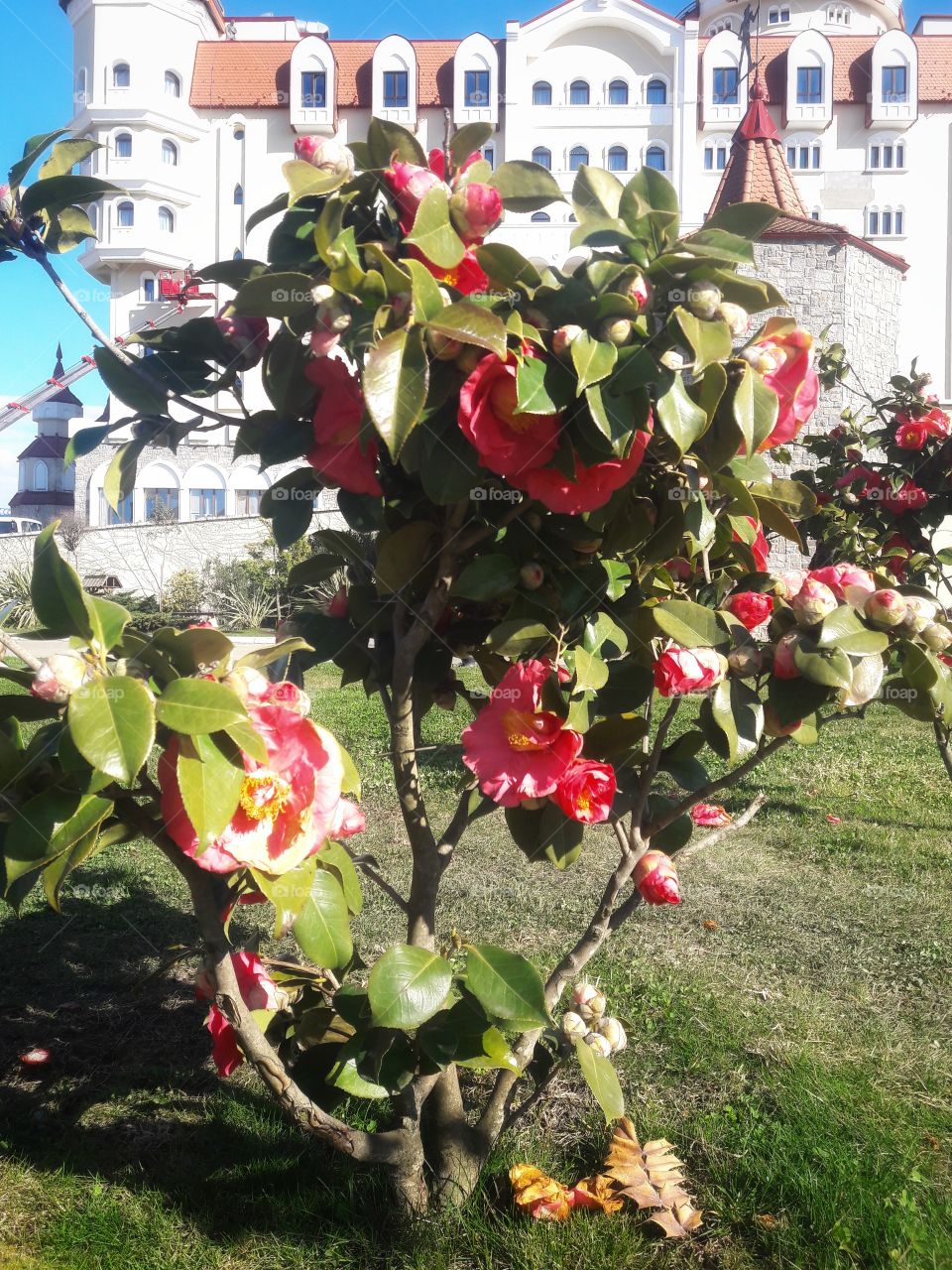 Flower, Garden, Flora, Tree, Leaf