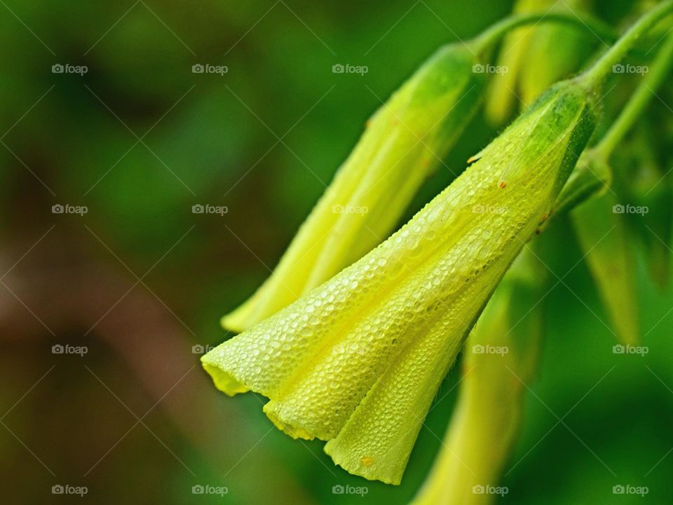 morning dew on yellow flower
