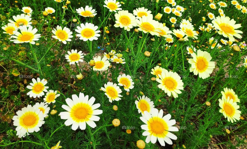 Chrysantemun coronarium.