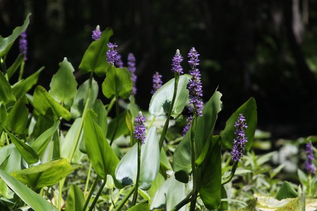 River Flowers