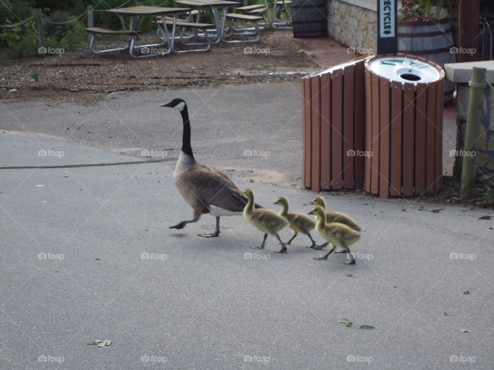 Goose with its babies walking