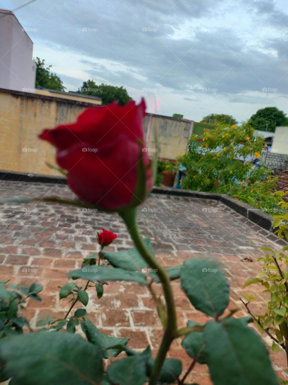 Red rose