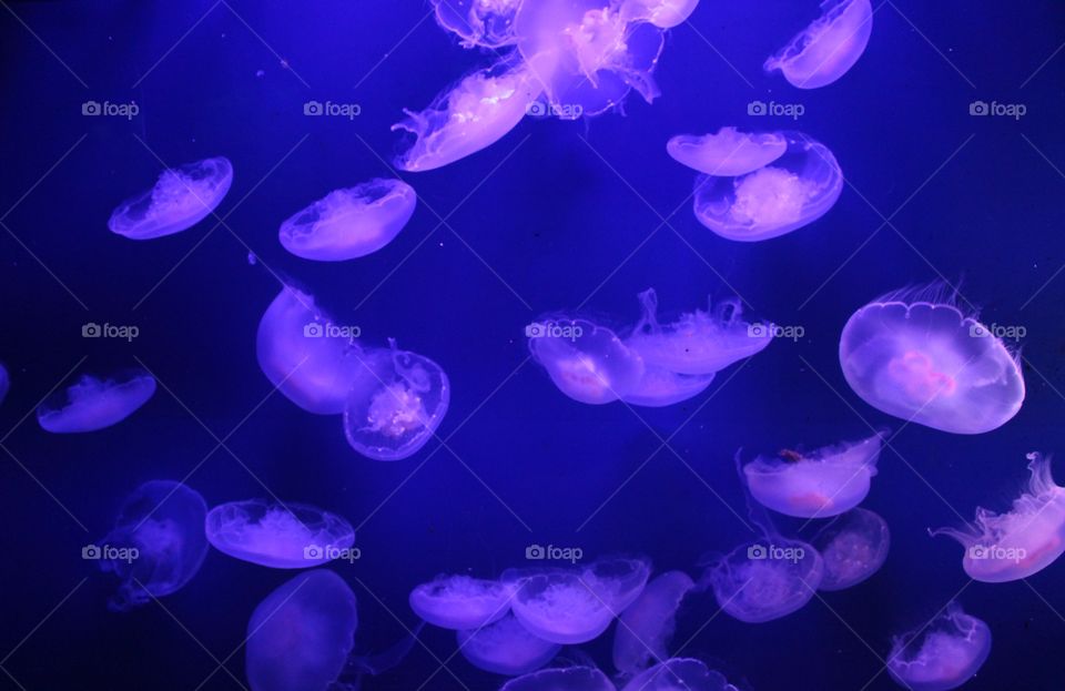 jellyfish