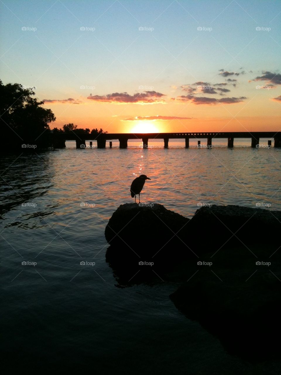 Bird enjoying the Sunset