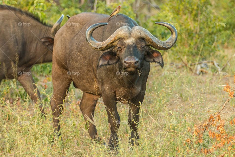Cape Buffalo with Oxpecker