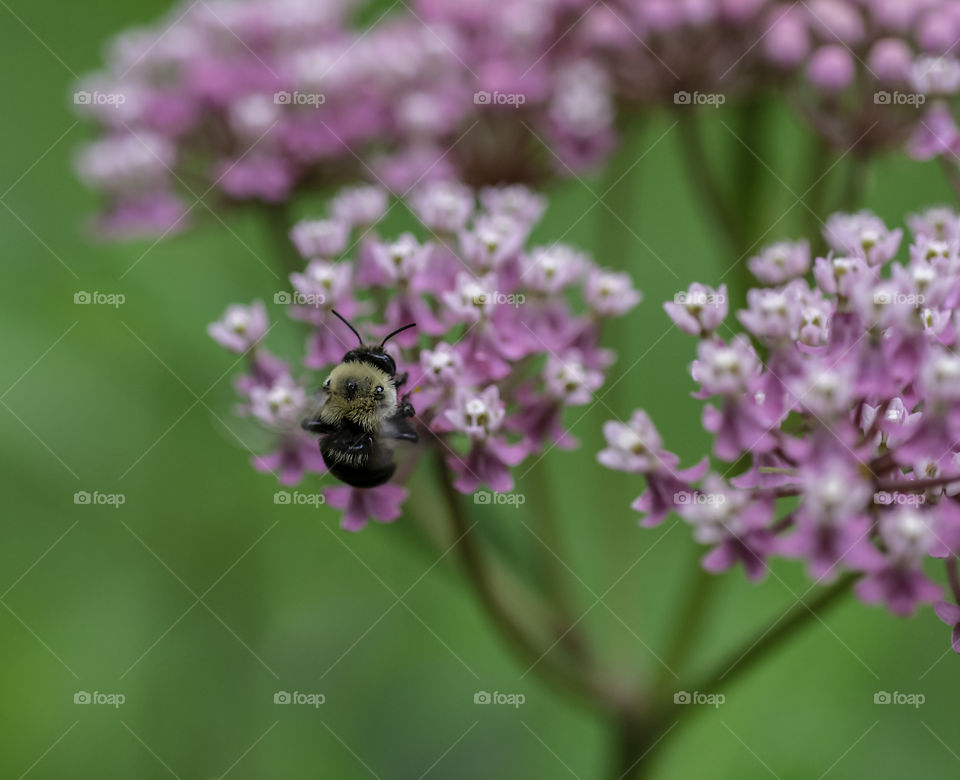 Bee on swamp milkweed