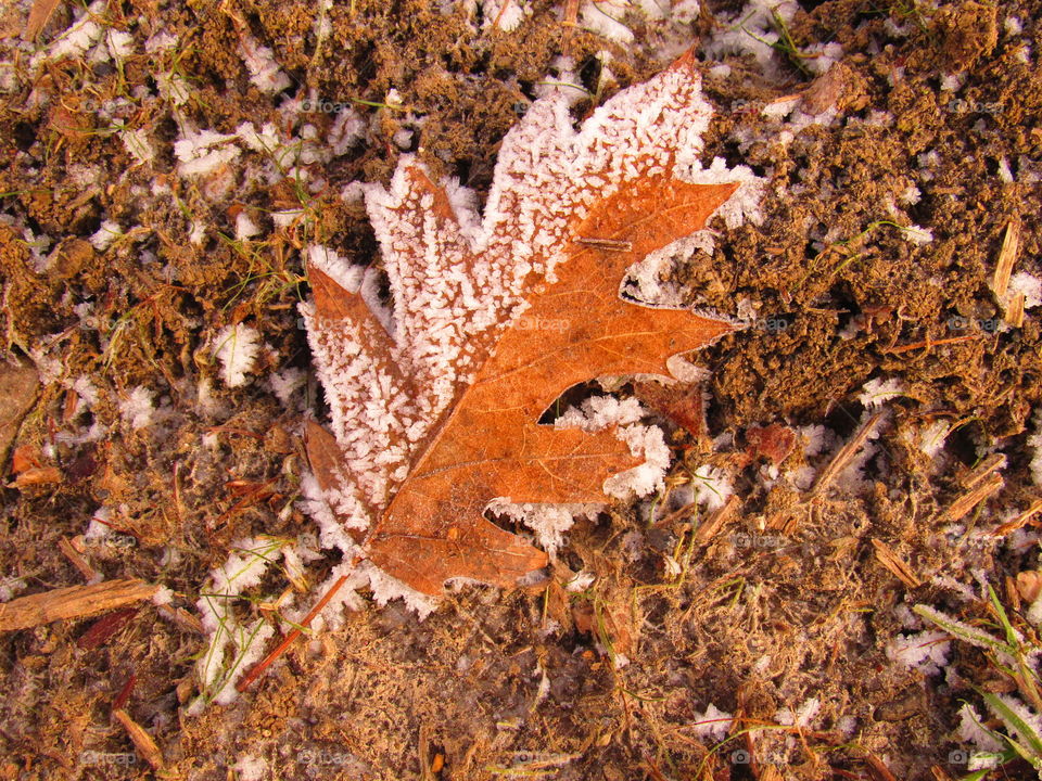 High angle view of frozen leaf