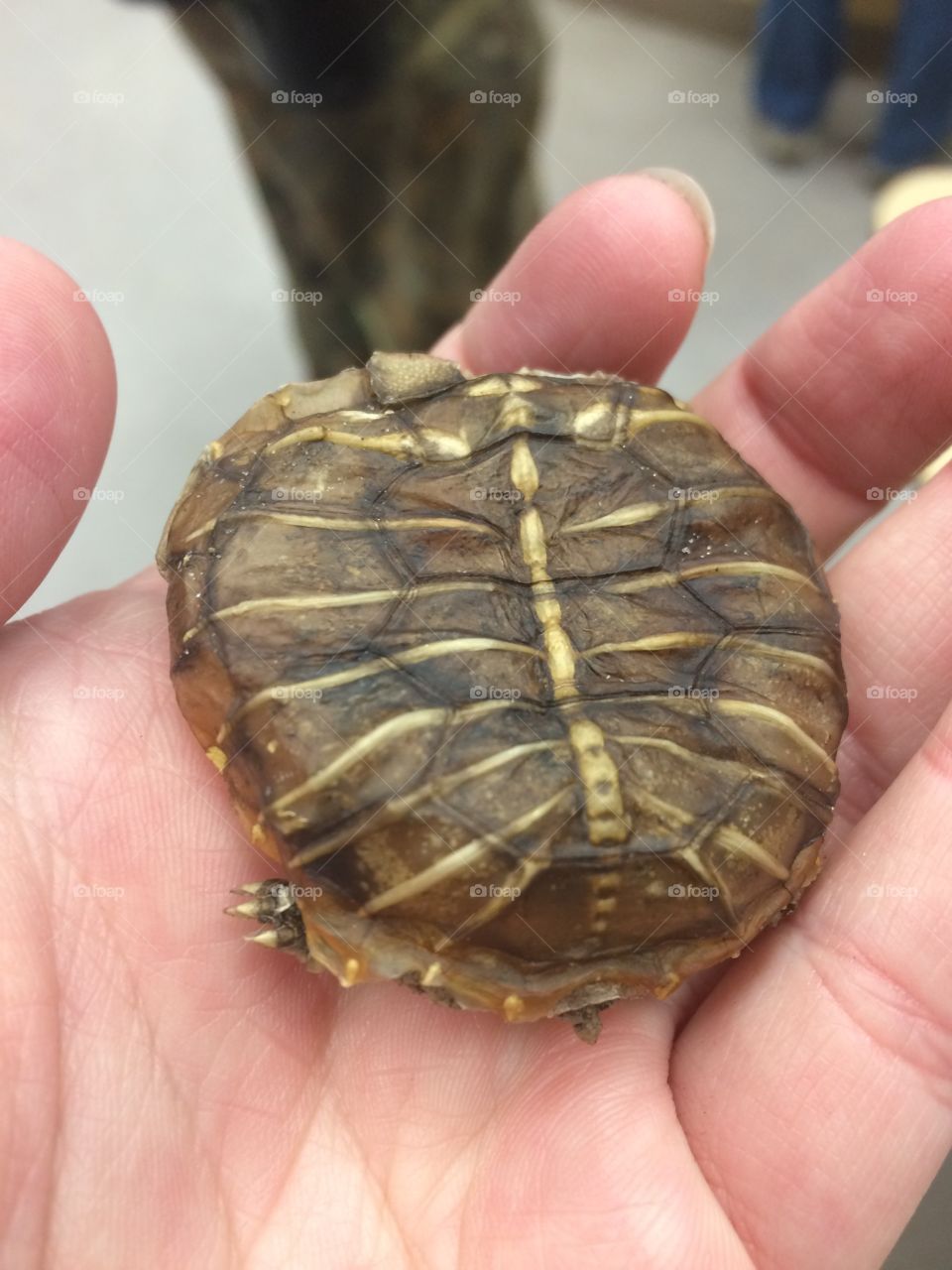 Turtle in a half shell, turtle power