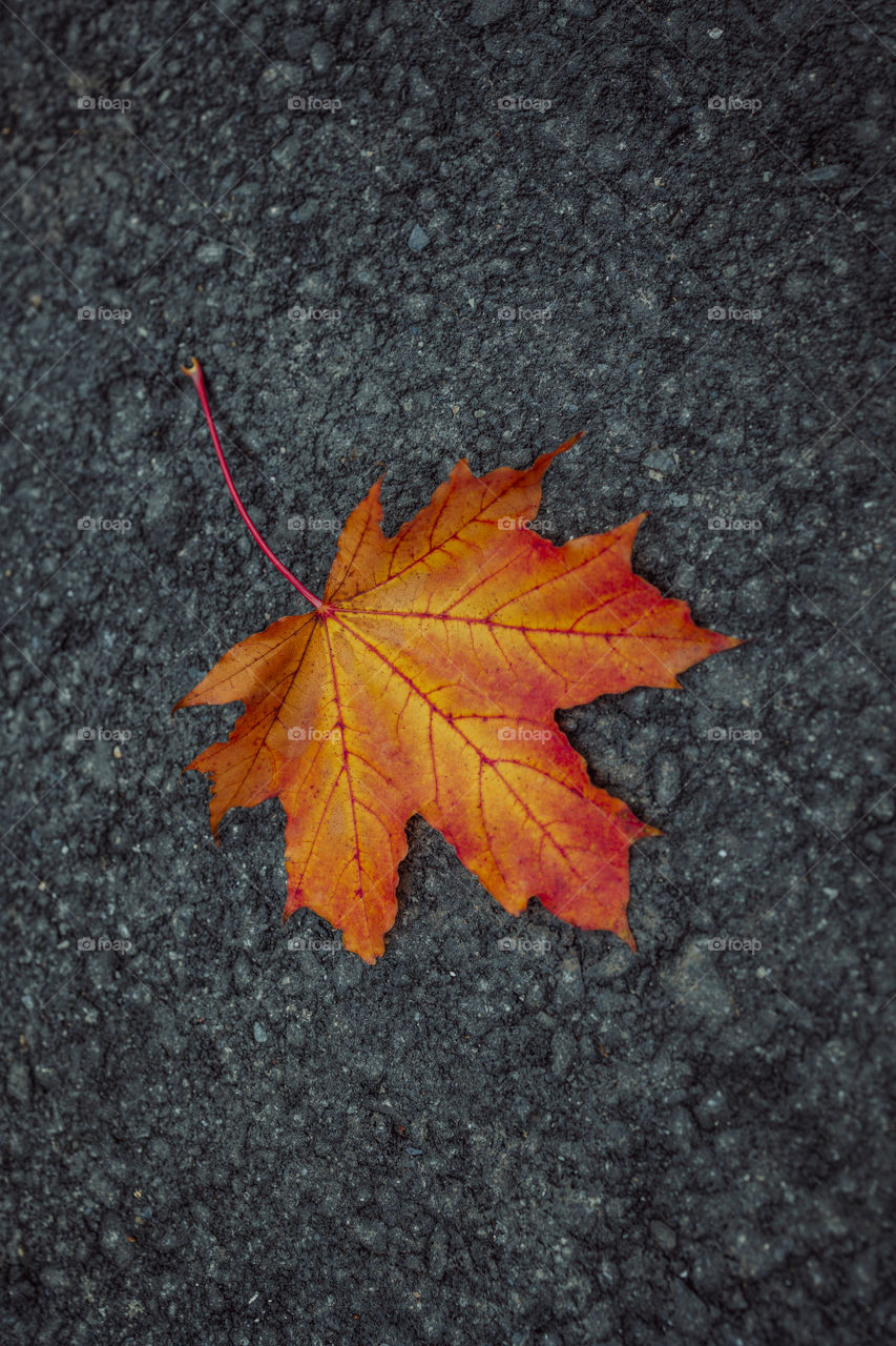 Red orange leaf on dark asphalt.  autumn mood concept