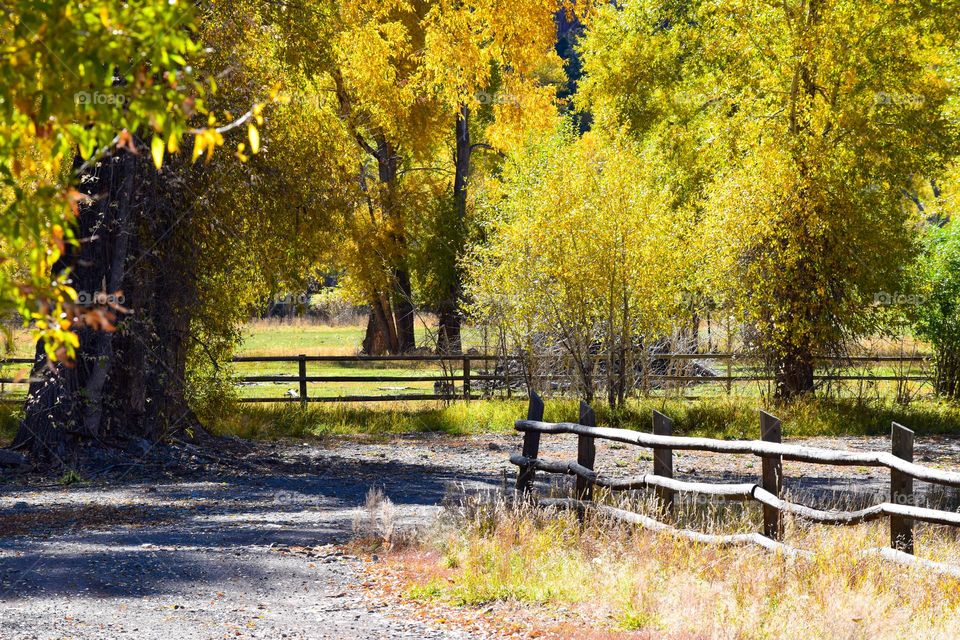 A gravel road in a backcountry location leads past green and gold leafed trees as fall arrives in Colorado