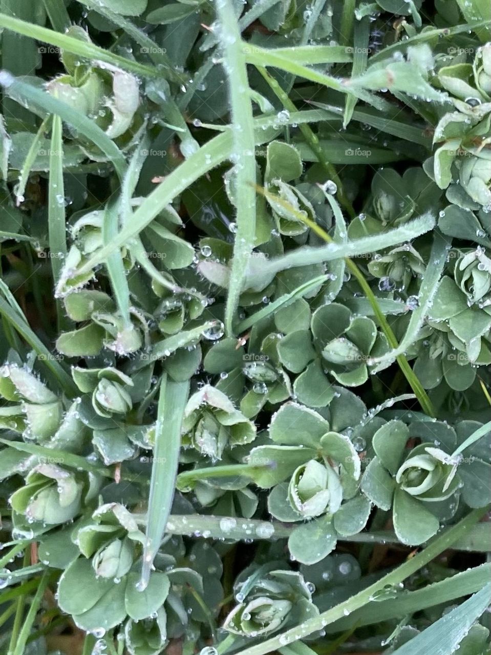 Clover in its first beginnings